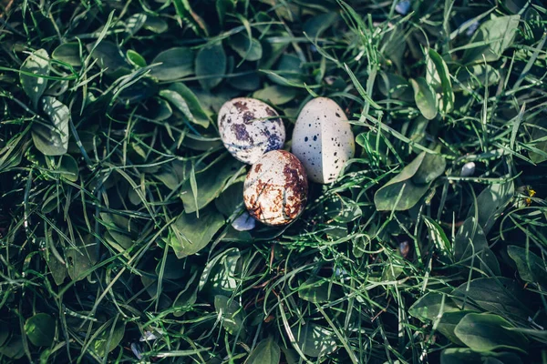 Yeşil Çimlerde Bıldırcın Yumurtası — Stok fotoğraf