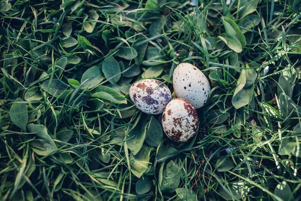 Перепелиные Яйца Зеленой Траве — стоковое фото