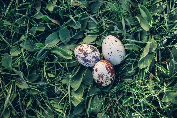 Quail Eggs Green Grass — Stock Photo, Image