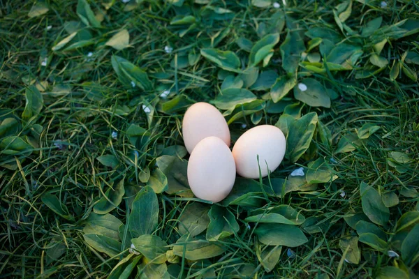 Rohe Hühnereier Auf Gras Osterdeko Konzept — Stockfoto