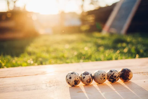 Close Van Kwarteleitjes Bij Zonsondergang Licht Houten Achtergrond — Stockfoto