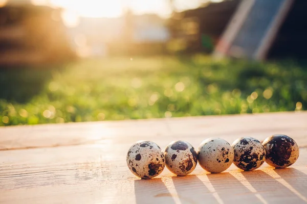 Close Van Kwarteleitjes Bij Zonsondergang Licht Houten Achtergrond — Stockfoto