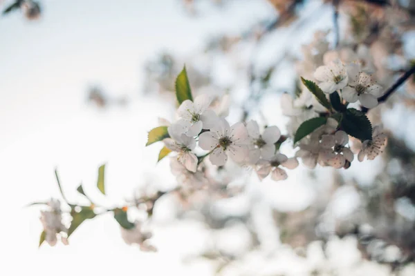 Красиві Квіти Вишня Навесні Над Блакитним Небом — стокове фото