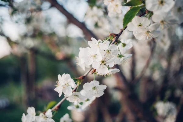 Beautiful Blossoms Cherry Spring Time Blue Sky — Stock Photo, Image