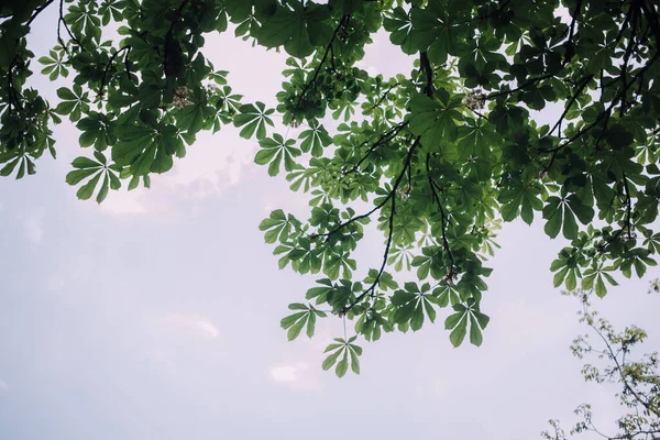 Цветы Каштана Зеленые Листья — стоковое фото