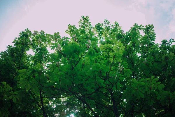 Chestnut Flowers Green Leaves — Stock Photo, Image