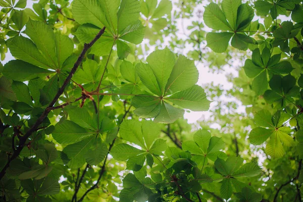Kastanienblüten Und Grüne Blätter — Stockfoto