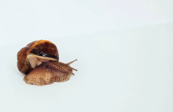 Snail Isolated White Background — Stock Photo, Image