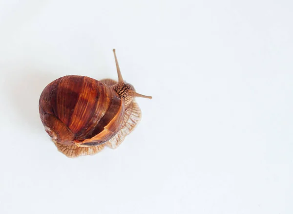 Caracol Isolado Sobre Fundo Branco — Fotografia de Stock