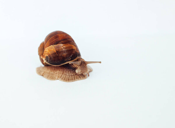 Snail isolated on a white background