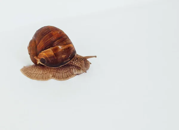 Schnecke Isoliert Auf Weißem Hintergrund — Stockfoto