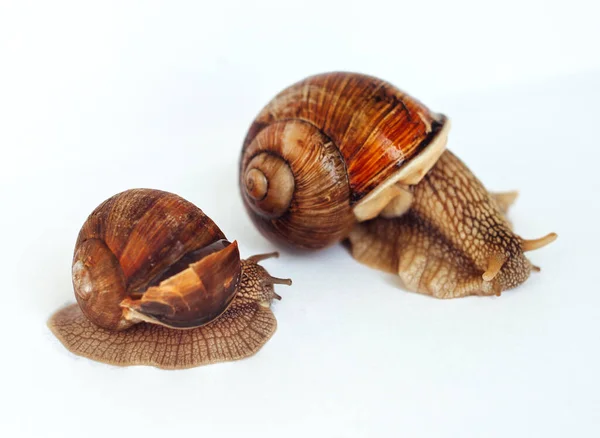 Snails Isolated White Background — Stock Photo, Image
