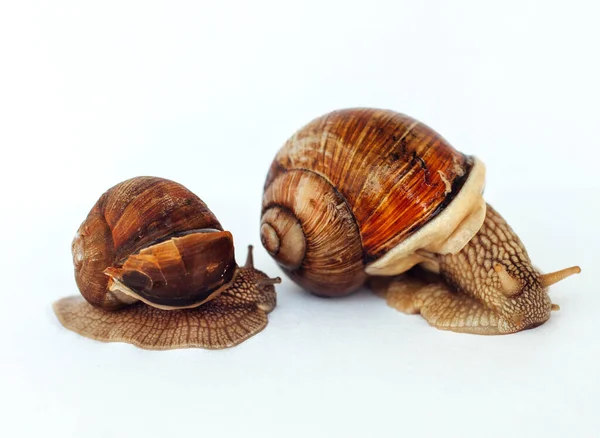 Snails Isolated White Background — Stock Photo, Image