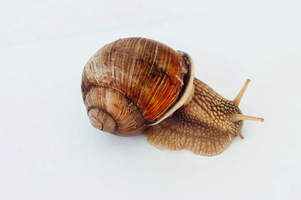 Snail Isolated White Background — Stock Photo, Image