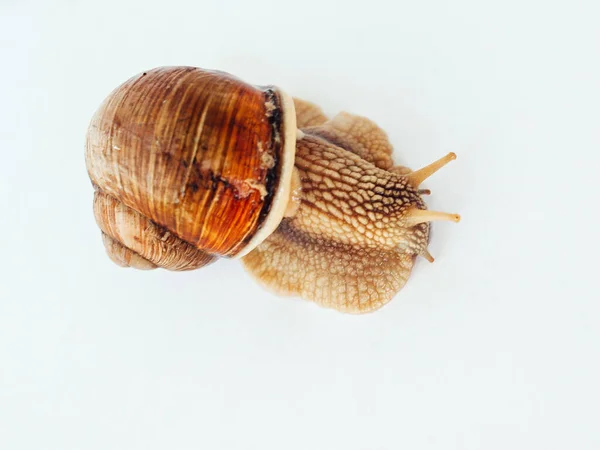 Snail Isolated White Background — Stock Photo, Image