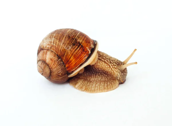 Snail Isolated White Background — Stock Photo, Image