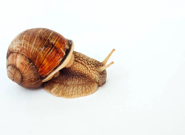 Snail Isolated White Background — Stock Photo, Image