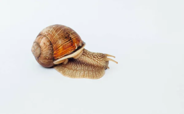 Snail Isolated White Background — Stock Photo, Image