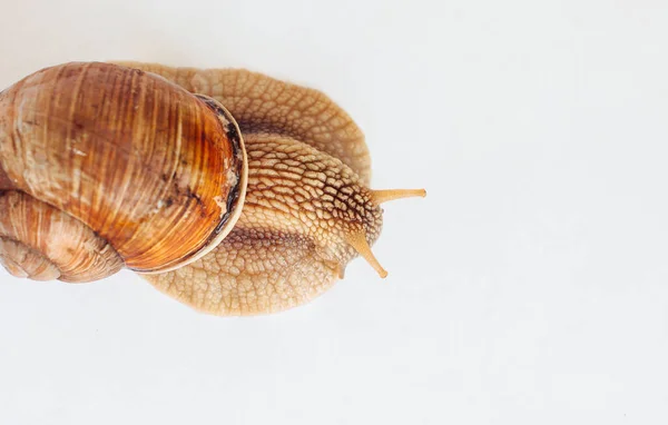 Snail Isolated White Background — Stock Photo, Image