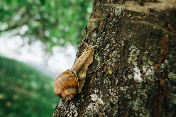 Schnecke Klettert Auf Baum Nahaufnahme Verschwommener Hintergrund — Stockfoto