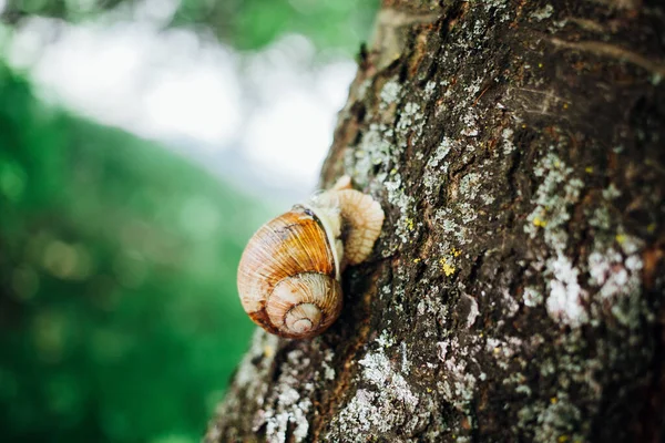 Schnecke Klettert Auf Baum Nahaufnahme Verschwommener Hintergrund — Stockfoto