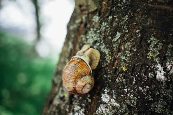 Escargot Grimpe Sur Arbre Gros Plan Fond Flou — Photo