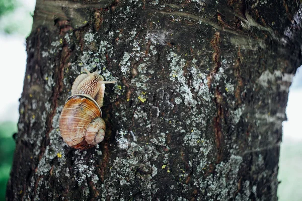 Salyangoz ağaca tırmanıyor, yakın çekim, bulanık arkaplan 