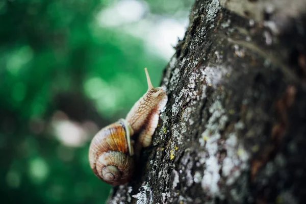 Escargot Grimpe Sur Arbre Gros Plan Fond Flou — Photo