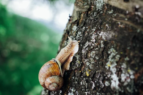 Escargot Grimpe Sur Arbre Gros Plan Fond Flou — Photo