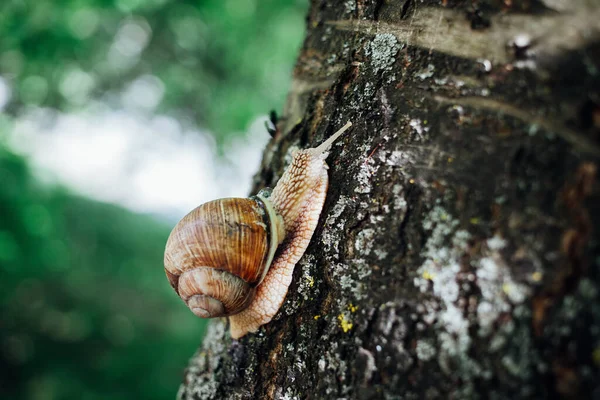 Lumaca Sale Albero Primo Piano Colpo Sfondo Sfocato — Foto Stock