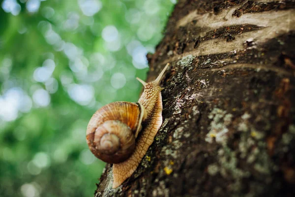 Escargot Grimpe Sur Arbre Gros Plan Fond Flou — Photo