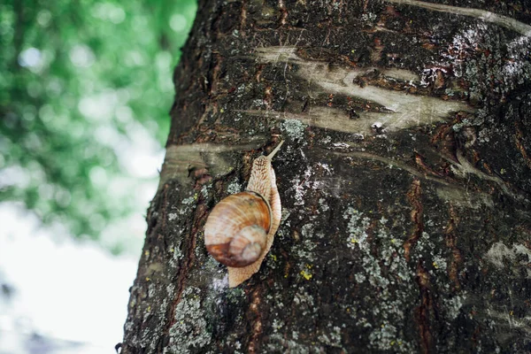 Escargot Grimpe Sur Arbre Gros Plan Fond Flou — Photo