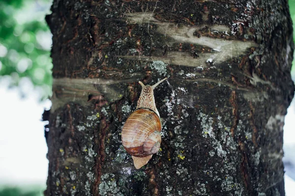 Schnecke Klettert Auf Baum Nahaufnahme Verschwommener Hintergrund — Stockfoto