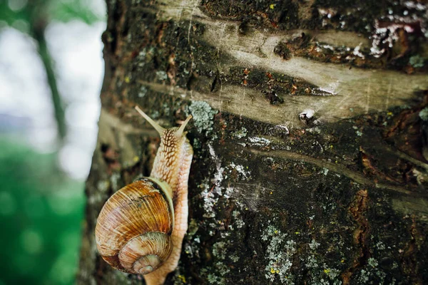 Σαλιγκάρι Ανεβαίνει Στο Δέντρο Κοντινό Πλάνο Θολή Φόντο — Φωτογραφία Αρχείου