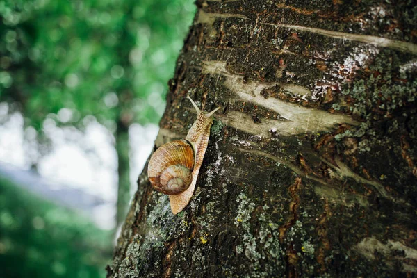 Σαλιγκάρι Ανεβαίνει Στο Δέντρο Κοντινό Πλάνο Θολή Φόντο — Φωτογραφία Αρχείου