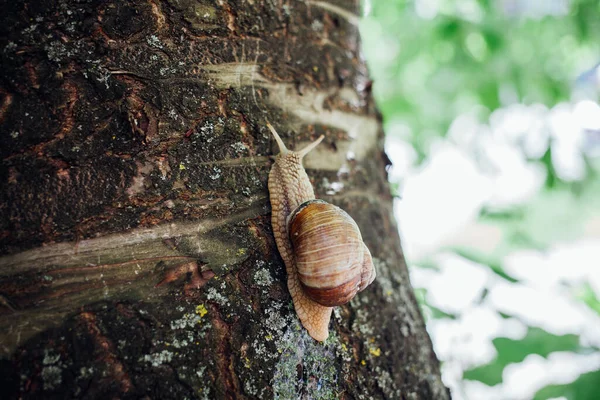 Escargot Grimpe Sur Arbre Gros Plan Fond Flou — Photo