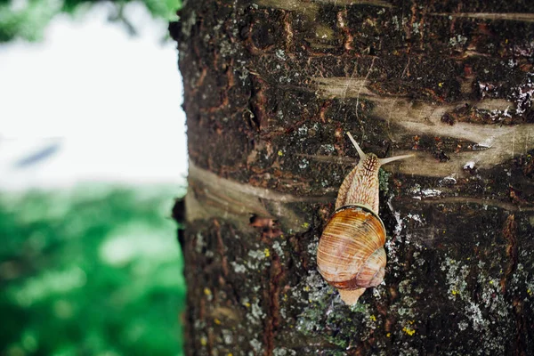 Snail Climbs Tree Closeup Shot Blurred Background — Stock Photo, Image