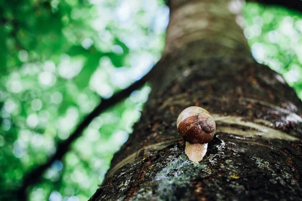 Lumaca Sale Albero Primo Piano Colpo Sfondo Sfocato — Foto Stock