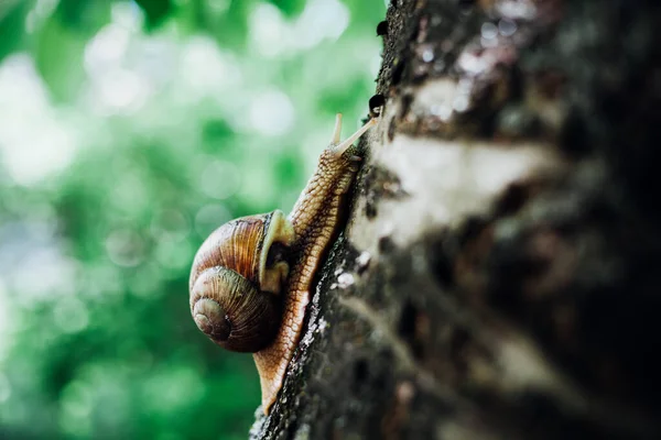 カタツムリは木の上に登り ショットを閉じ 背景をぼかした — ストック写真