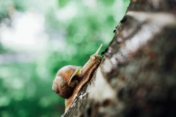 Lumaca Sale Albero Primo Piano Colpo Sfondo Sfocato — Foto Stock