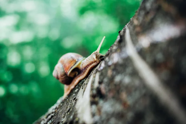 Salyangoz Ağaca Tırmanıyor Yakın Çekim Bulanık Arkaplan — Stok fotoğraf