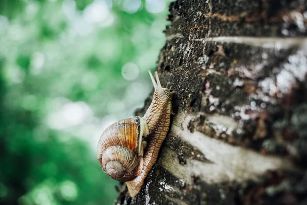 カタツムリは木の上に登り ショットを閉じ 背景をぼかした — ストック写真