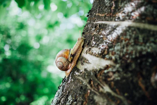 カタツムリは木の上に登り ショットを閉じ 背景をぼかした — ストック写真