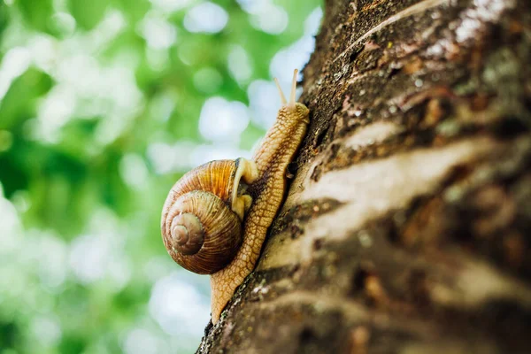 Lumaca Sale Albero Primo Piano Colpo Sfondo Sfocato — Foto Stock