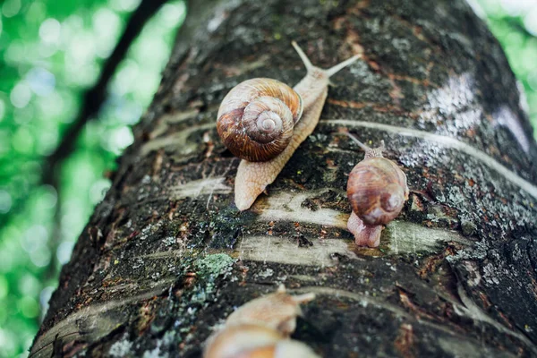 カタツムリは木の上を登り ショットを閉じ 背景をぼかした — ストック写真