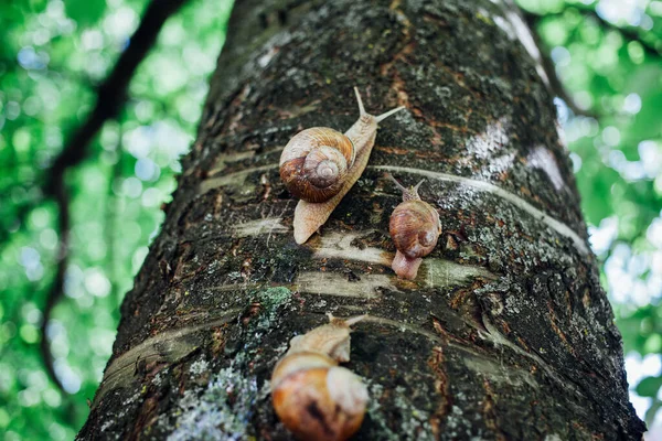 蜗牛爬树 特写镜头 模糊的背景 — 图库照片