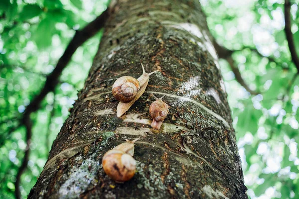 Σαλιγκάρια Σκαρφαλώνει Δέντρο Κοντινό Πλάνο Θολή Φόντο — Φωτογραφία Αρχείου