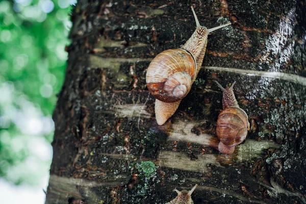 カタツムリは木の上を登り ショットを閉じ 背景をぼかした — ストック写真