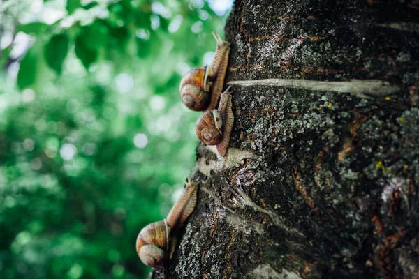 Caracóis Sobe Árvore Close Tiro Fundo Borrado — Fotografia de Stock