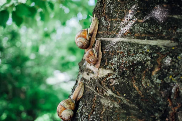 Σαλιγκάρια Σκαρφαλώνει Δέντρο Κοντινό Πλάνο Θολή Φόντο — Φωτογραφία Αρχείου
